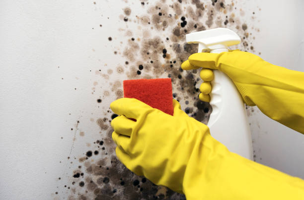 Land O Lakes, FL Mold Removal Company